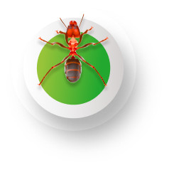 Ants