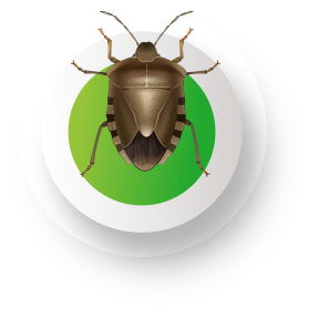 Bed Bugs img