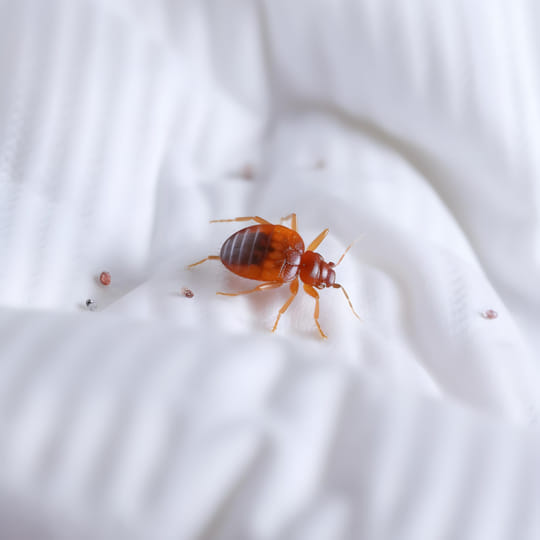 Bed-bugs-iim