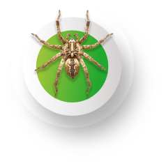 Spiders