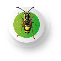 Wasps & Flies1-img
