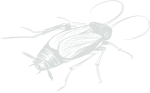 cocroch img