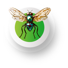 mosquito (1)