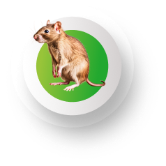 rat & mice (1)