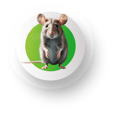 rats (1)