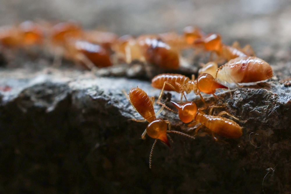 Termites,Are,Small,Insects,That,Live,In,Underground,Nests,And