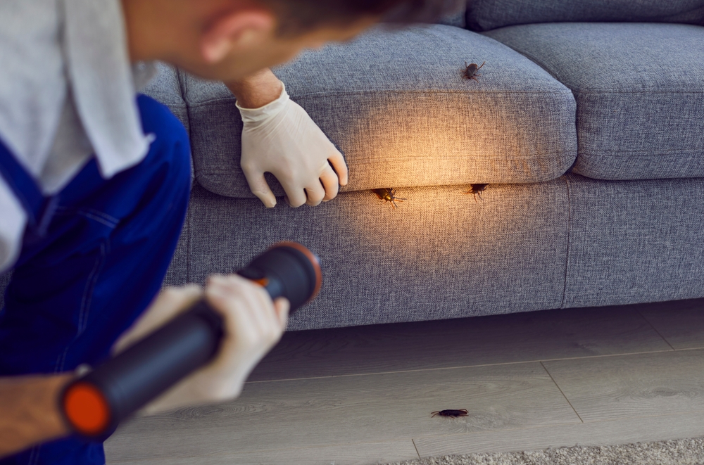 Man,,Professional,Pest,Control,Worker,Examining,A,Sofa,In,The