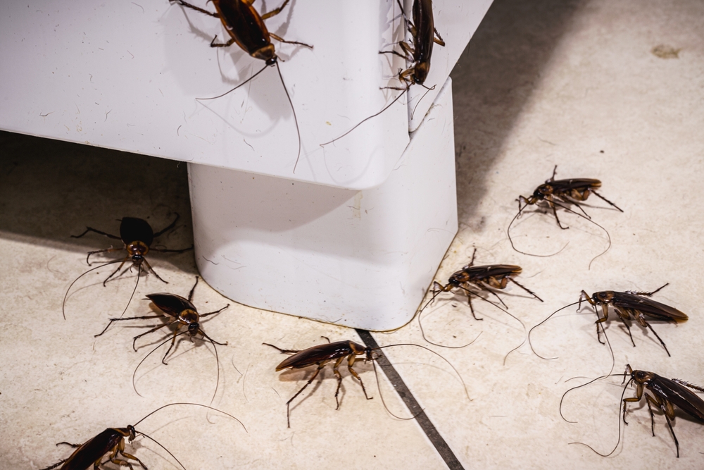 Cockroach,Infestation,In,The,Kitchen,,Insects,On,The,Floor,Without