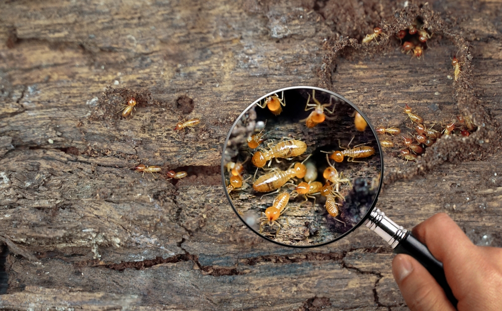 Termite,Workers,,Small,Termites,,Work,Termites,Walk,In,The,Nest.
