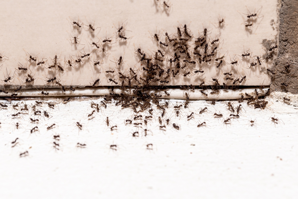 Ant,Infestation,,Hole,And,Crack,In,The,Wall,With,Insects,