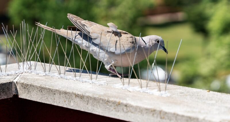 Steel,Barbs,Or,Spikes,To,Repel,Birds,Such,As,Pigeons